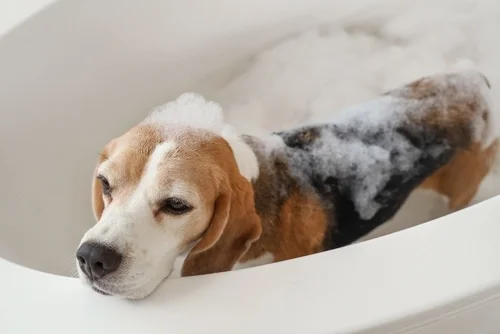 Dog Grooming supplies for sale - All Pet Supplies
