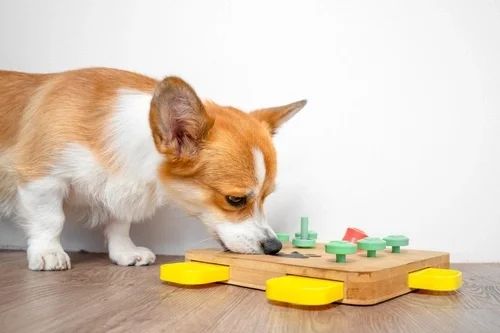 Find the perfect dog toys at All Pet Supplies
