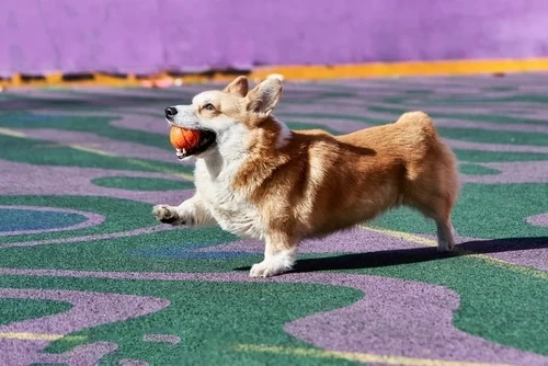 Dog toys for sale - All Pet Supplies