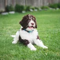 White and Brown dog laying on grass