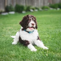 White and Brown dog laying on grass
