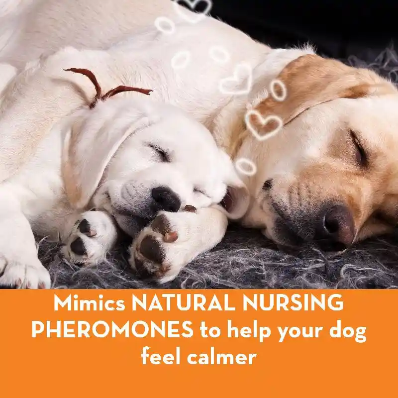 ThunderEase Calming Collar Sm