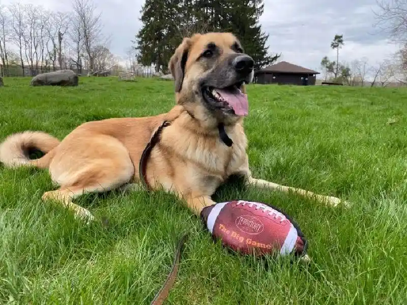 Territory Big Game Football