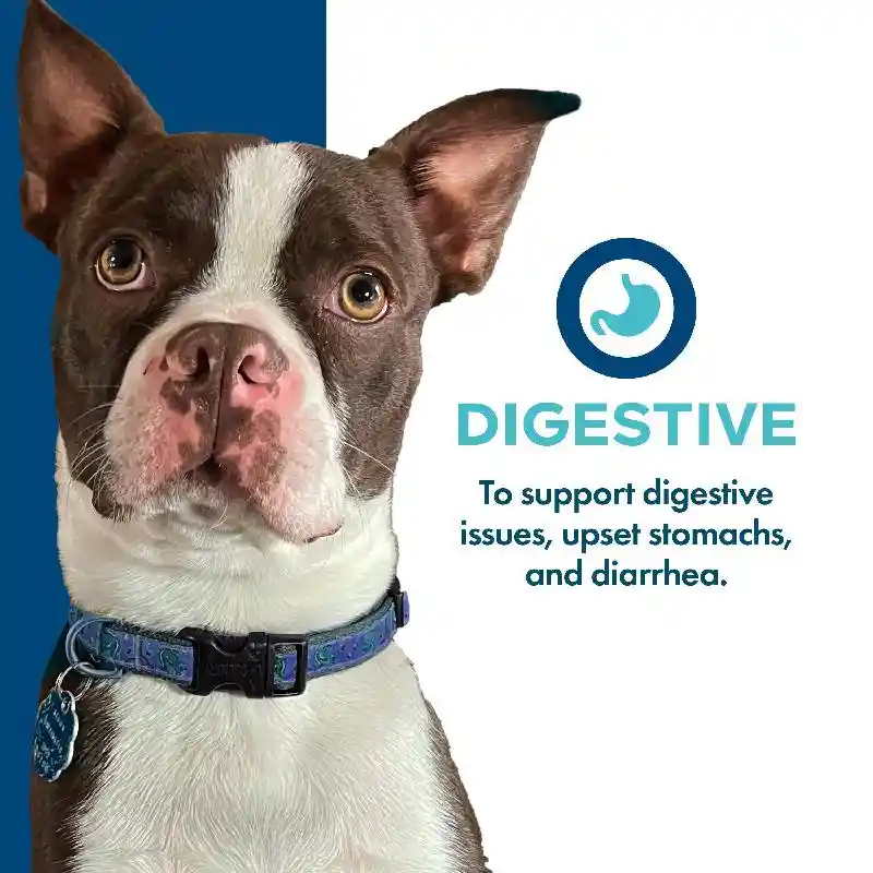 Fromm Treats Dog Nutritionals Digestive 6 Oz