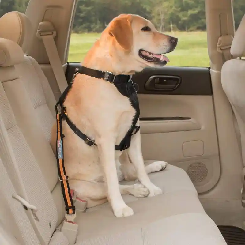 Direct To Seatbelt Tether Bk/O