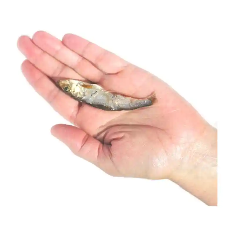 Plato Baltic Sprat 3z