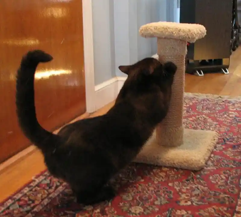 Kitty Cactus 18" W/Sisal Top