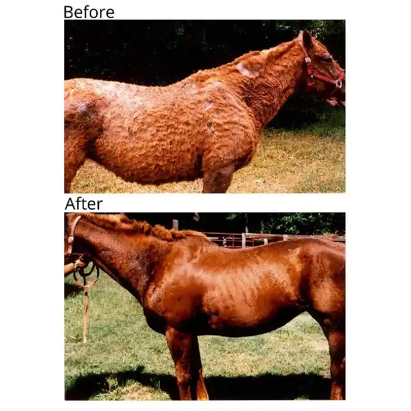 BANIXX HORSE/PET SPRAY 16oz
