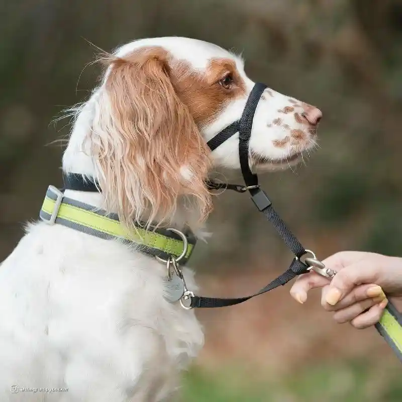 Holt Headcollar Black 03