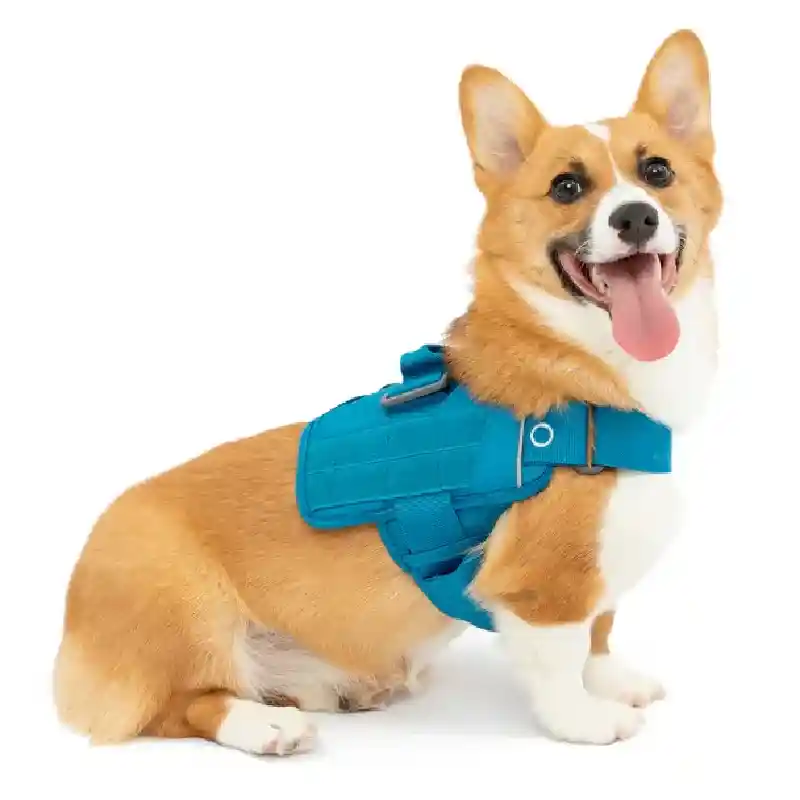 RSG Townie Harness Blue Xs