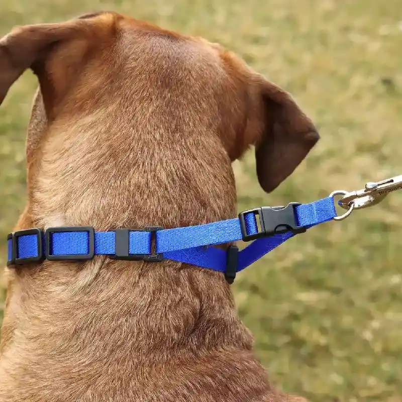 Natural Control Training Collar, Blue, 1" X 16"