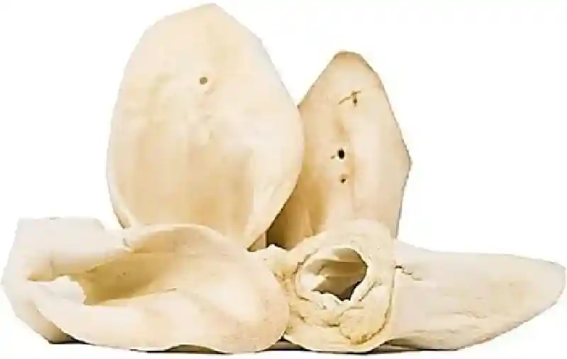 Beef Cow Ear  No Wrap