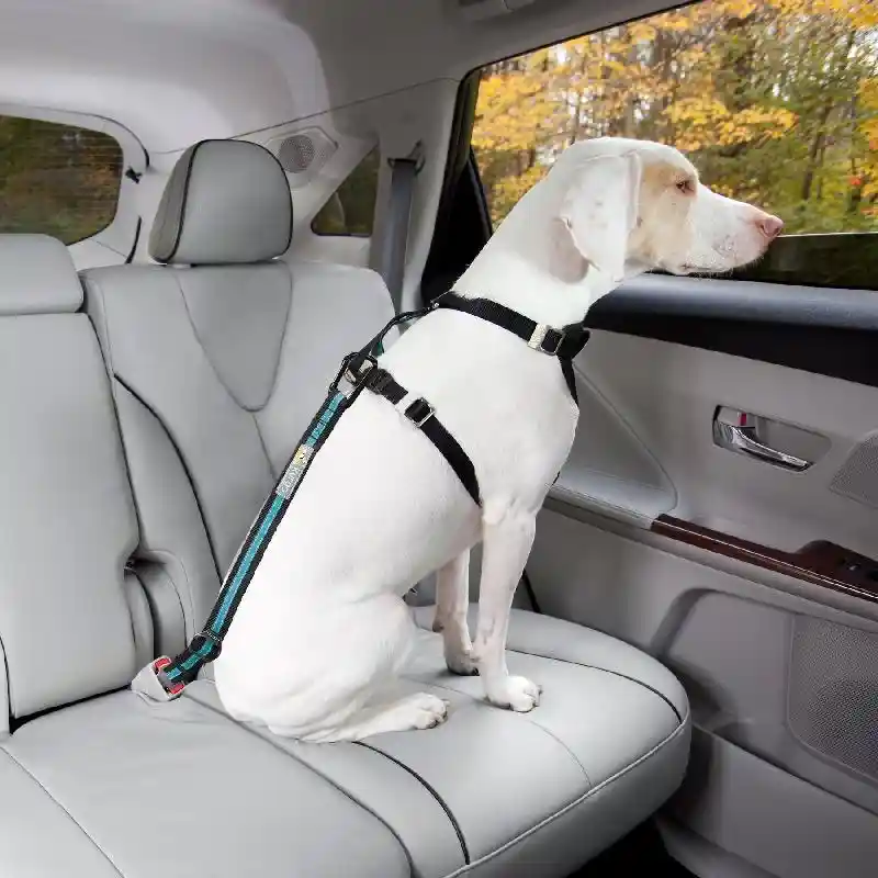 Direct To Seatbelt Tether Bk/O