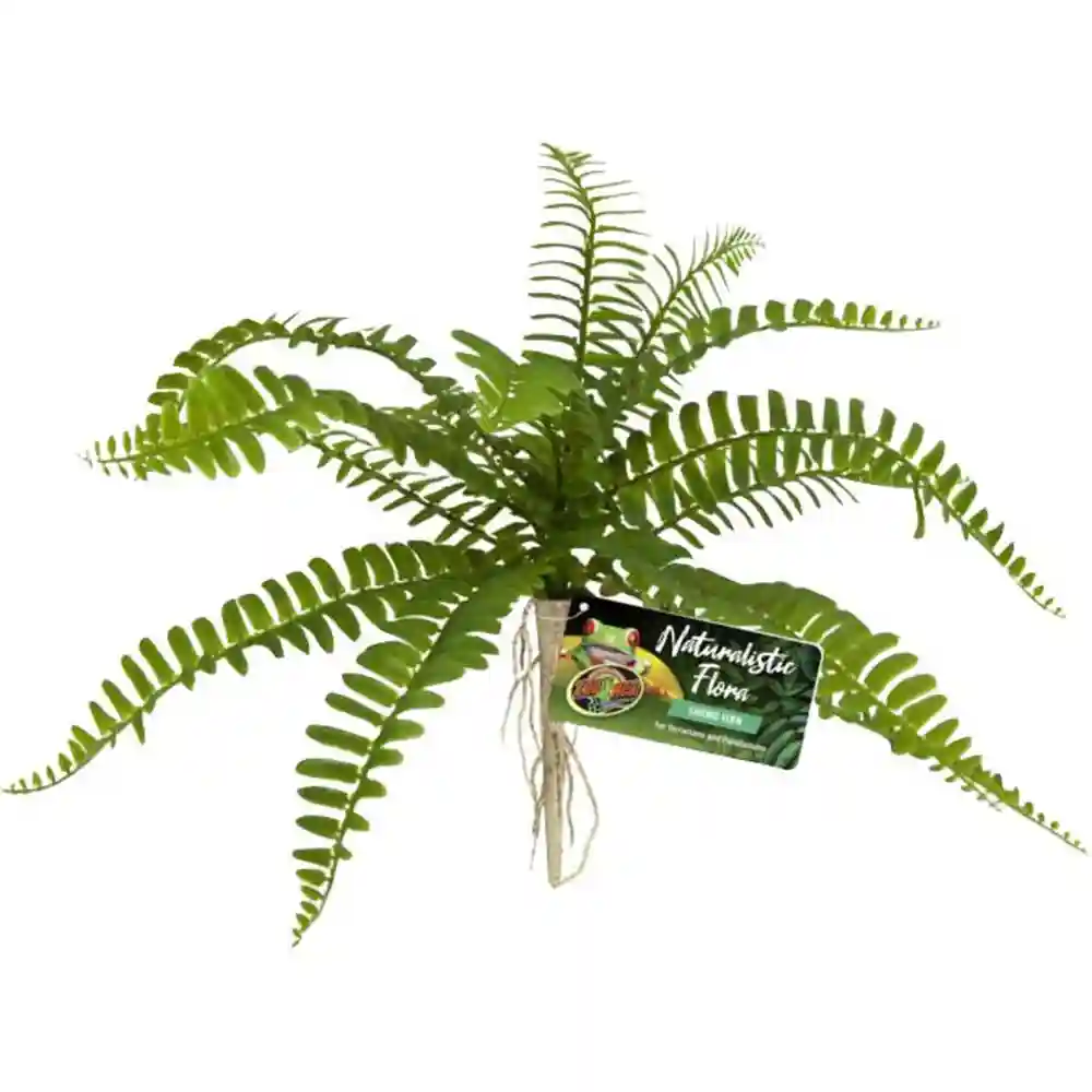 Zml Plnt Sword Fern