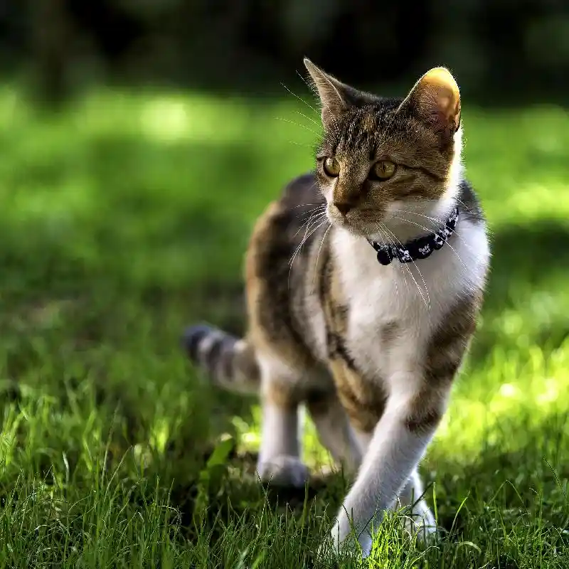 Fashion Adjustable Breakaway Cat Collar 06701SKZ12
