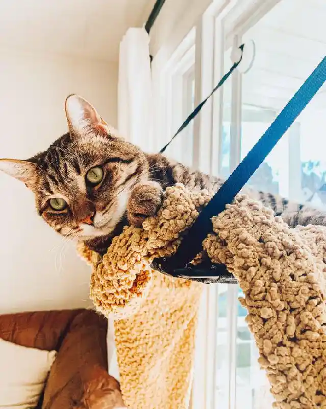 Kitty Sill Ez Window Mount