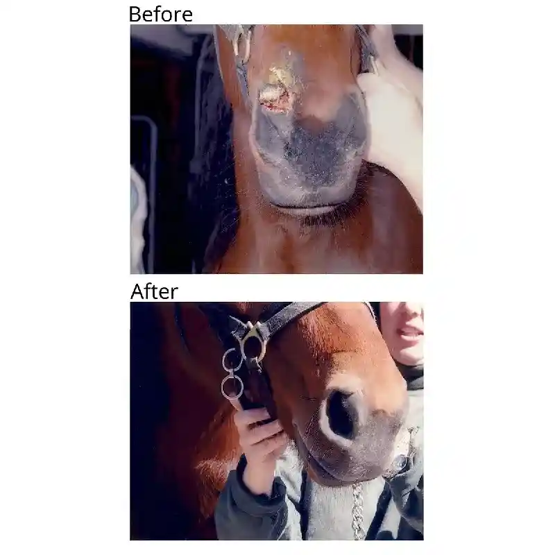 BANIXX HORSE/PET SPRAY 16oz