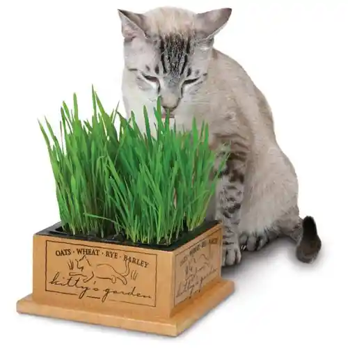 Kitty's Garden