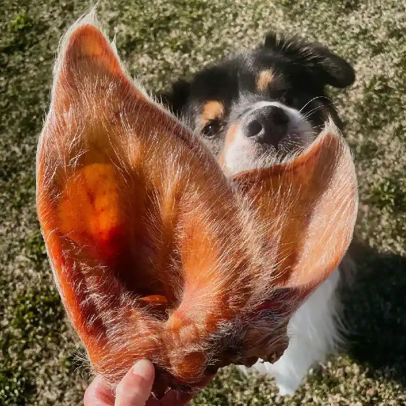 Momentum Momentum Treats Pig Ear Hairy Chew by Momentum Carnivore