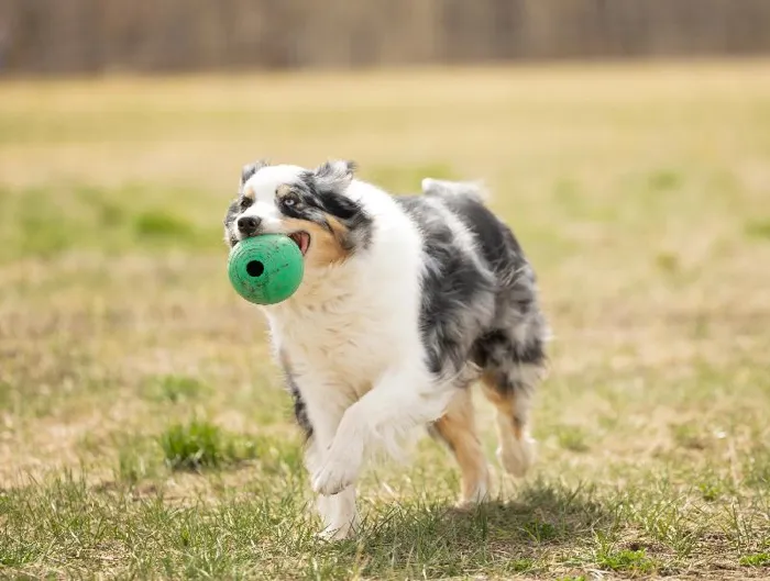 Petkore Koreflex Ball For Dog, Green, 4.75