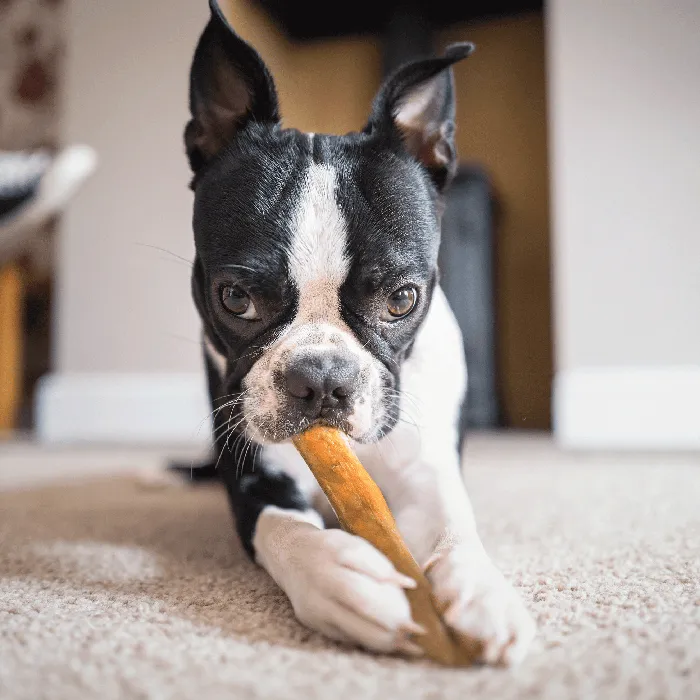 Dogginstix 6-inch Monster bully stick dog lifestyle