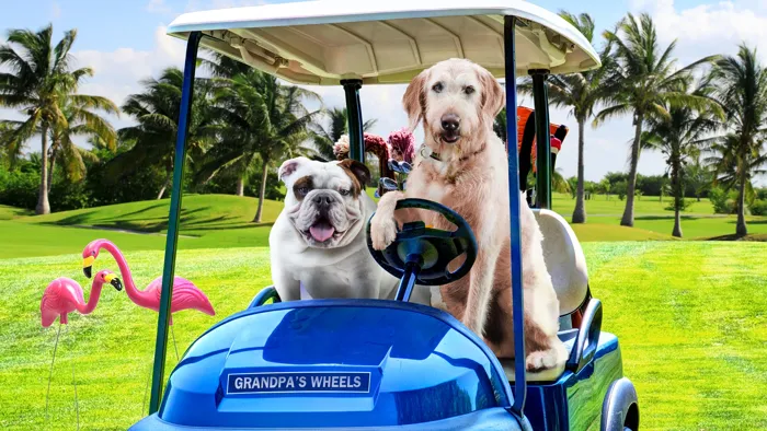 Fromm Reduced Activity & Senior Gold dogs golf cart lifestyle