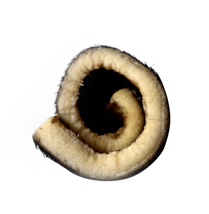 QT Dog Jumbo Hairy Roll 10-inch end view